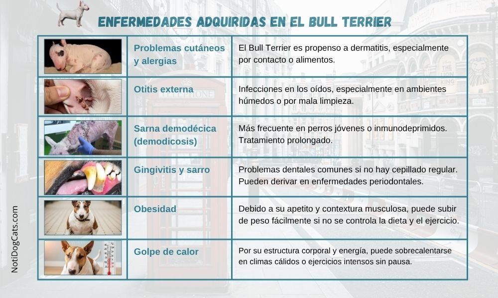 (15) Bull Terrier: Intenso El reflejo del humano que lo guía 7 Bull Terrier y sus enfermedades adquiridas