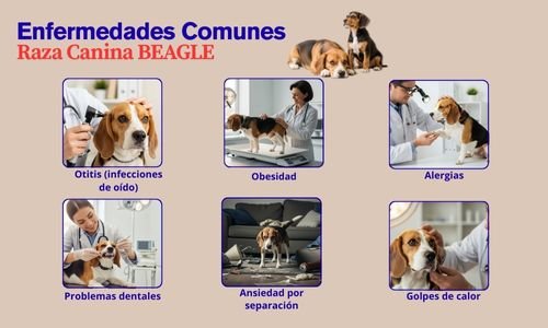 (11) La Raza de Perros Beagle: Todo Sobre Este Hermoso Can 10 Raza de Perros Beagle enfermedades comunes