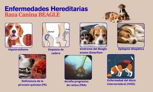 (11) La Raza de Perros Beagle: Todo Sobre Este Hermoso Can 11 Raza de Perros Beagle enfermedades hereditarios