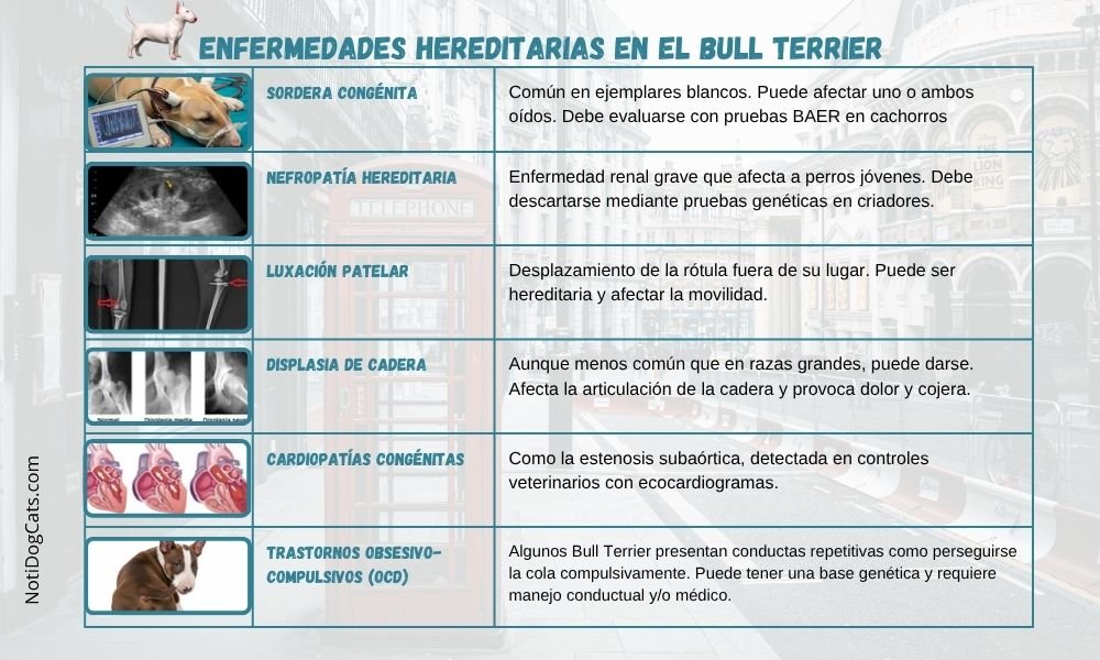 (15) Bull Terrier: Intenso El reflejo del humano que lo guía 6 Bull Terrier y sus enfermedades hereditarias