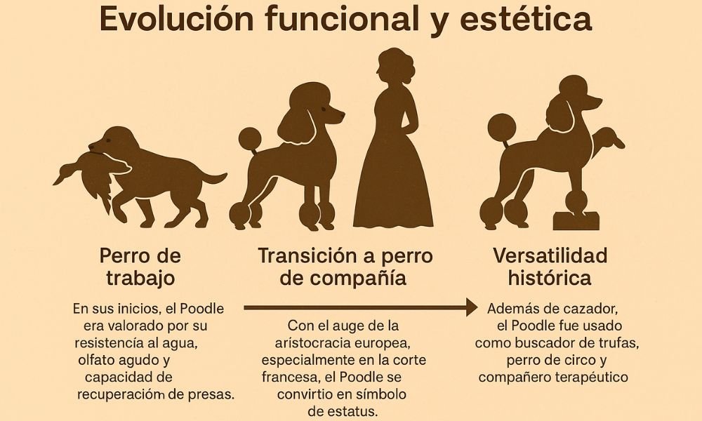 (10) El Poodle (caniche). Todo Sobre Esta raza versátil e inteligente 2 Poodle (Caniche): Evolución funcional y estética