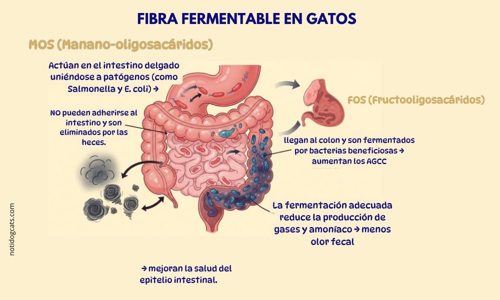 (14) Esencial Fibra Fermentable en Gatos: FOS y MOS para una Mejor Salud Digestiva 3 fibra fermentable FOS Y MOS