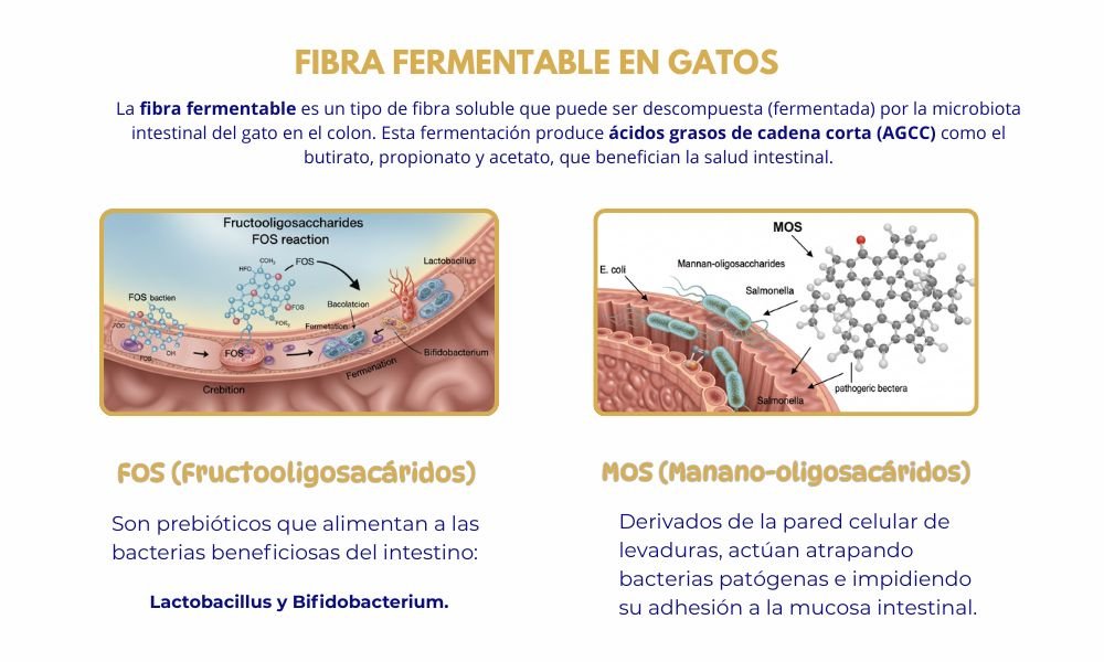 (14) Esencial Fibra Fermentable en Gatos: FOS y MOS para una Mejor Salud Digestiva 2 Fibra Fermentable en Gatos