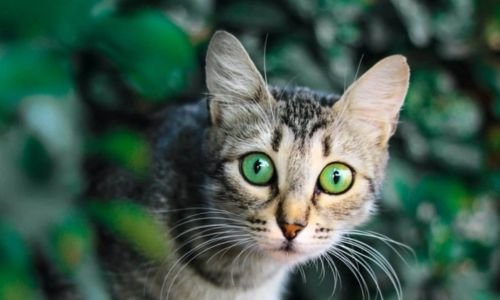 (15) Fotografía con Mascotas Fenomenal Concurso de Captación 4 fotografía con mascotas real