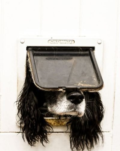 (15) Fotografía con Mascotas Fenomenal Concurso de Captación 7 fotografía con mascotas ganadora en el 2024 categoría comedia