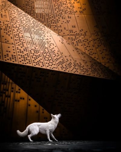 (15) Fotografía con Mascotas Fenomenal Concurso de Captación 8 fotografía con mascotas categoría retrato 1er lugar 2024