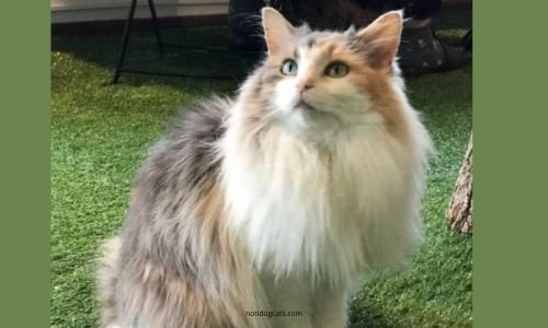(14) Gato Bosque de Noruega: El Gato Vikingamente Majestuoso 8 Gato Bosque de Noruega