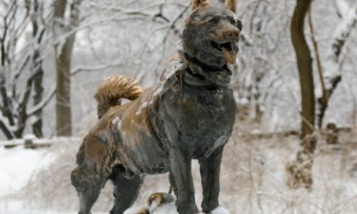 (14) Husky Siberiano: Todo lo que Debes Saber sobre Esta Fascinante Raza 3 Husky Siberiano