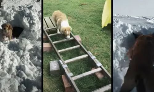 Clubes de Entrenamiento Internacional para "Perros de Trabajo y Servicio" 12