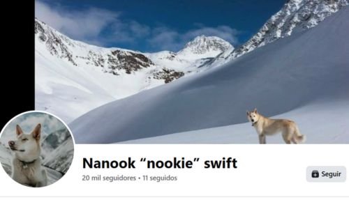 (15) Nanook, el husky que salvó a una joven sorda tras una caída de 700 pies (Alaska, 2018) 7 Nanook facebook