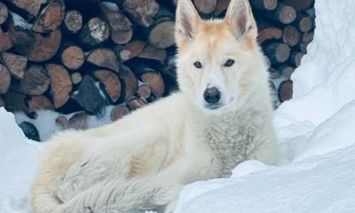 (15) Nanook, el husky que salvó a una joven sorda tras una caída de 700 pies (Alaska, 2018) 5 nanook descansando