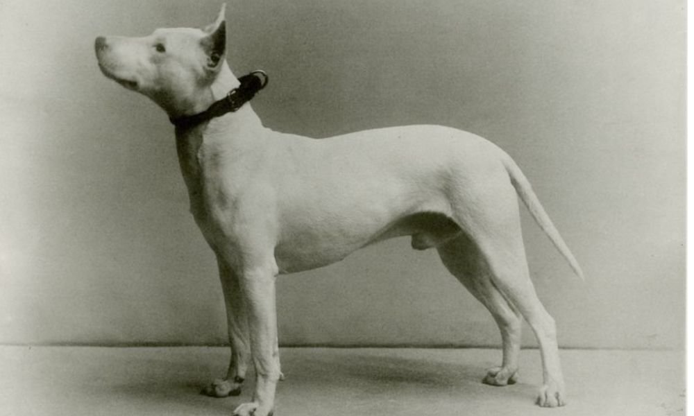 (15) Bull Terrier: Intenso El reflejo del humano que lo guía 1 Bull Terrier origen