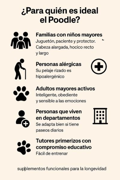 (10) El Poodle (caniche). Todo Sobre Esta raza versátil e inteligente 4 Poodle (Caniche): ideal para quien