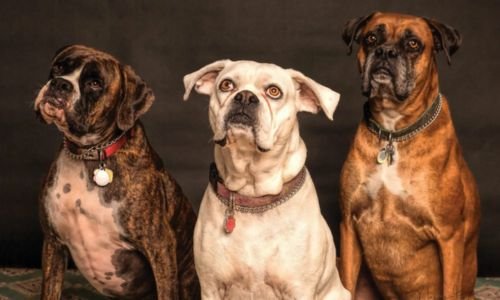 (15) Fotografía con Mascotas Fenomenal Concurso de Captación 2 fotografía con mascotas Blog del Fotógrafo" - Mario Perez