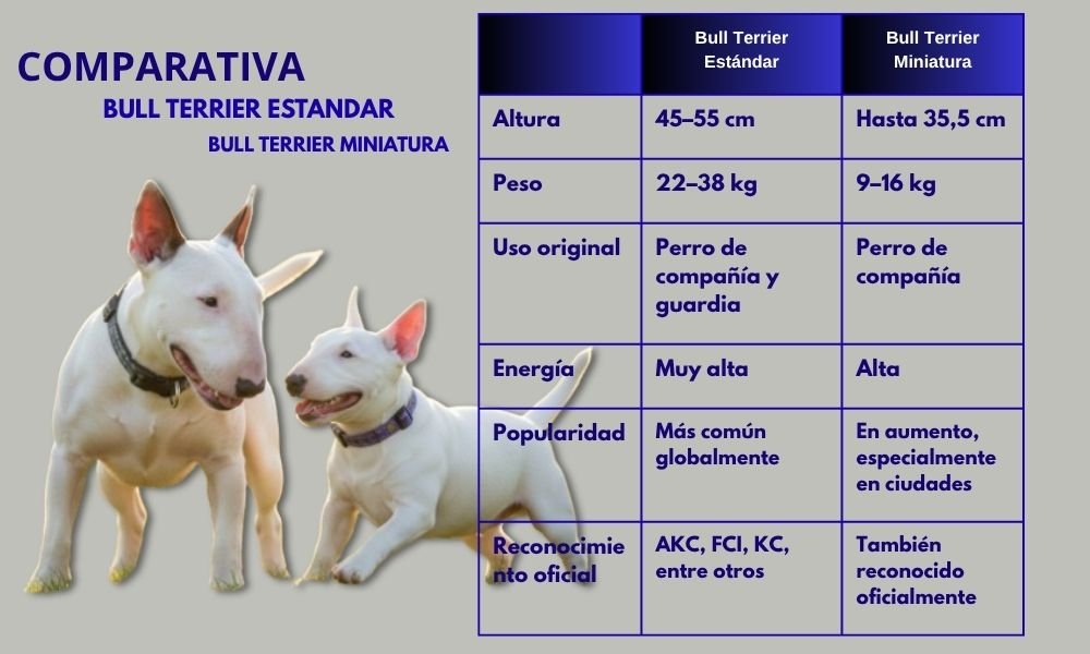 (15) Bull Terrier: Intenso El reflejo del humano que lo guía 14 Bull Terrier miniatura