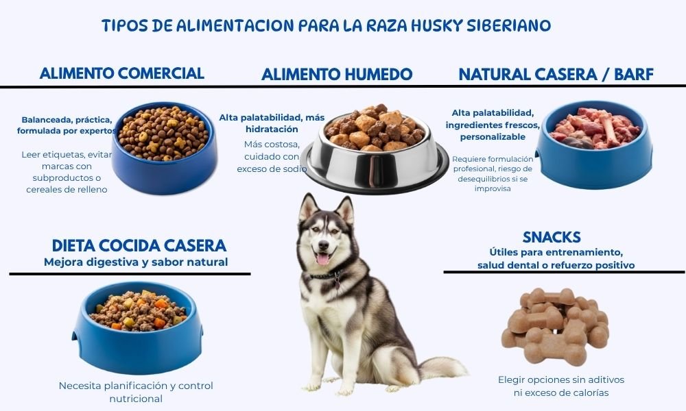 (14) Husky Siberiano: Todo lo que Debes Saber sobre Esta Fascinante Raza 11 Husky Siberiano alimentacion