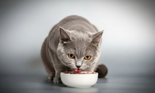 (9) British Shorthair Todo Sobre esta raza felina 12