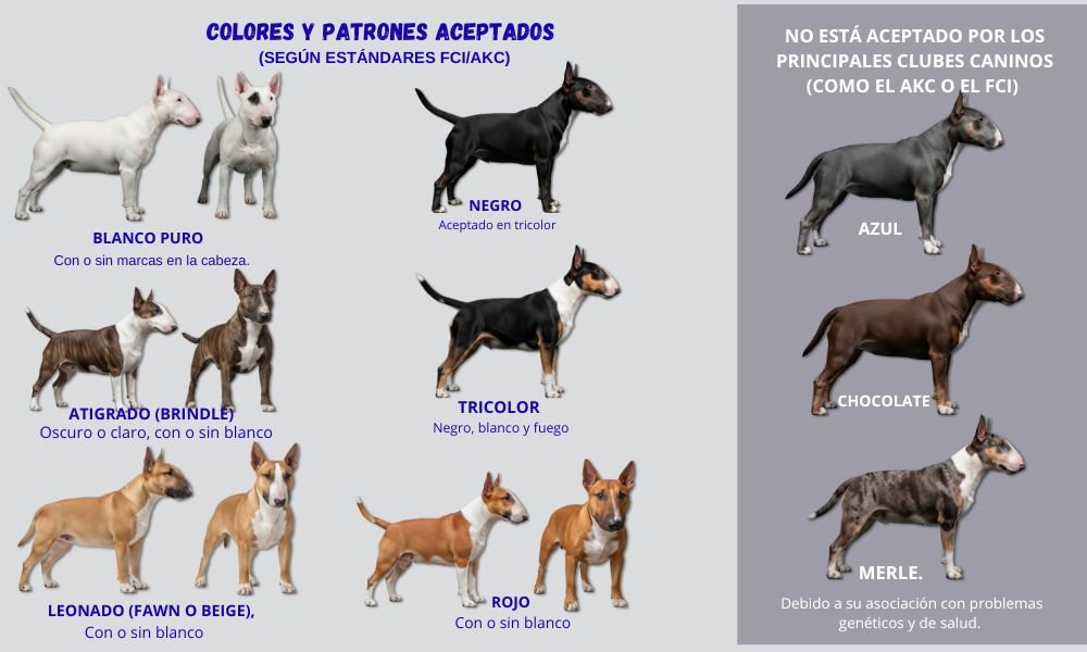 (15) Bull Terrier: Intenso El reflejo del humano que lo guía 4 variedad de colores del Bull Terrier según FCI Y AKC