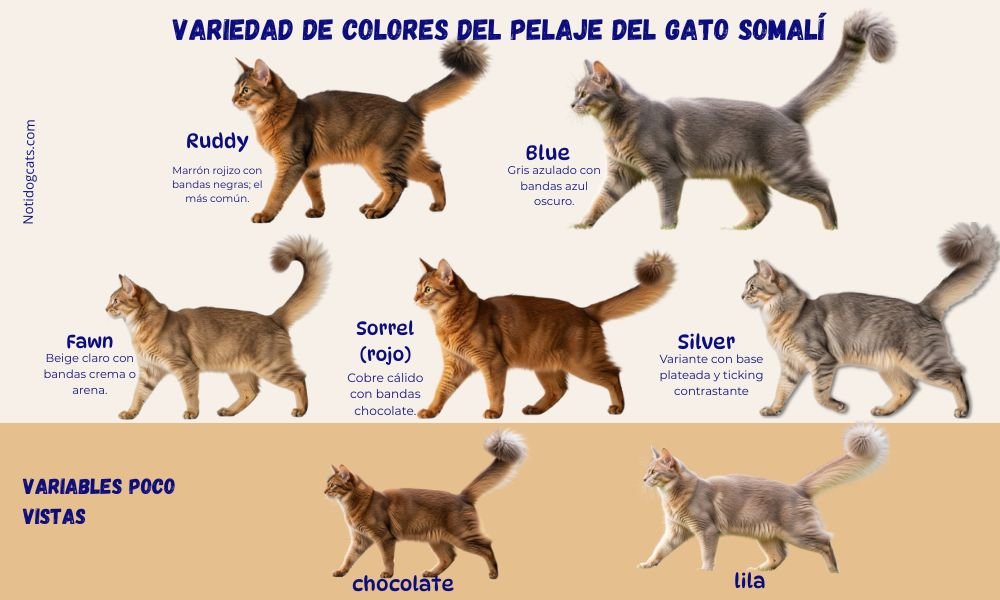 (13) El Gato Somalí * Una raza Fascinante 4 colores del Gato Somalí