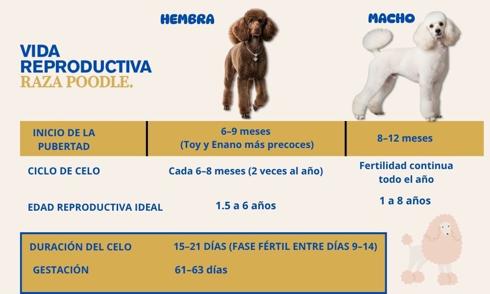 (10) El Poodle (caniche). Todo Sobre Esta raza versátil e inteligente 9 Poodle (Caniche) vida reproductiva