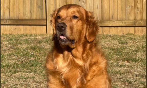 (9) Zoie la Golden Retriever que alertó sobre un niño extraviado 4 zoie la golden retriever