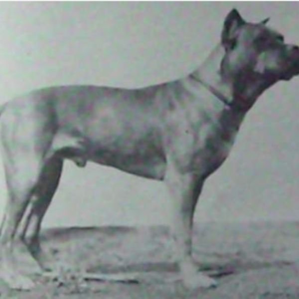 El Perro Bóxer origen