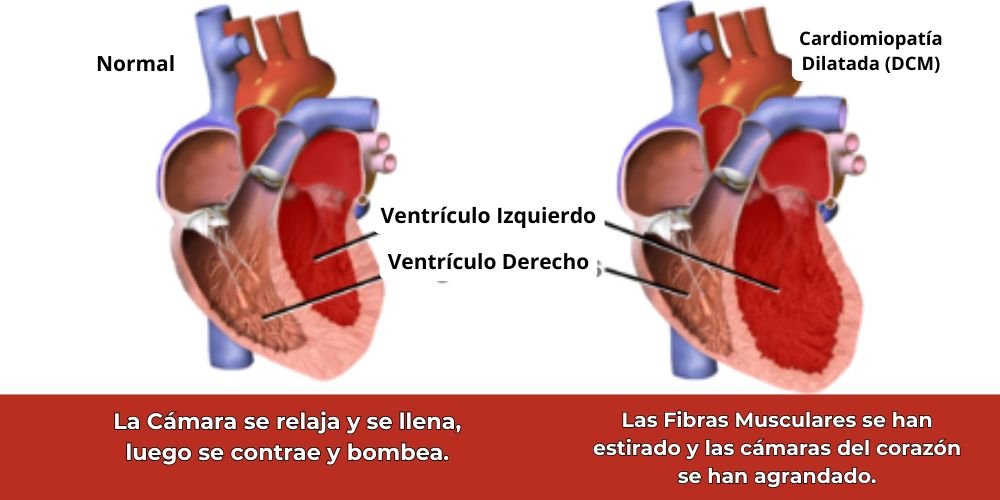 “Avances en la Investigación de la miocardiopatía dilatada (MCD) y Dietas en Mascotas”.