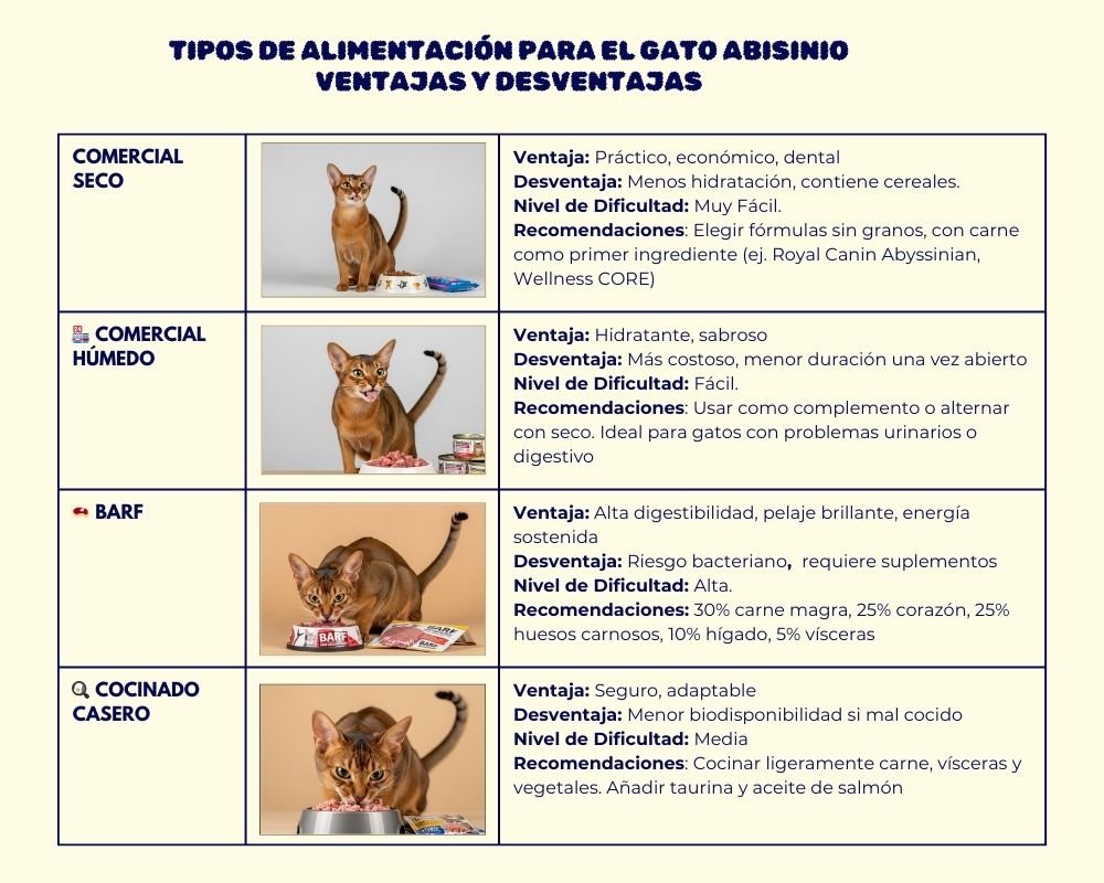 (18) El Gato Abisinio. Inteligente y Elegancia genética en cada pelo 6 opciones de alimentación del Gato Abisinio