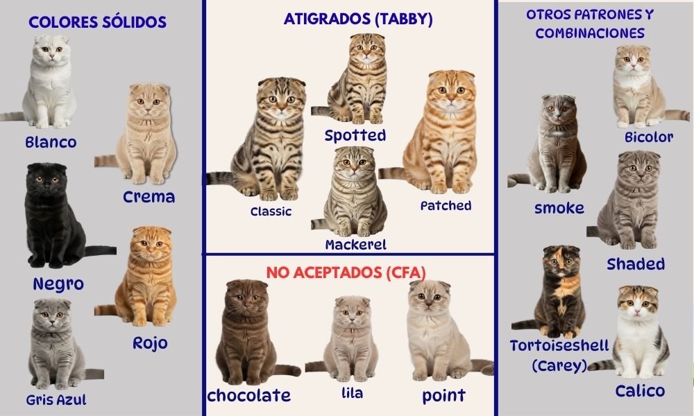 Variedad de colores del Scottish Fold