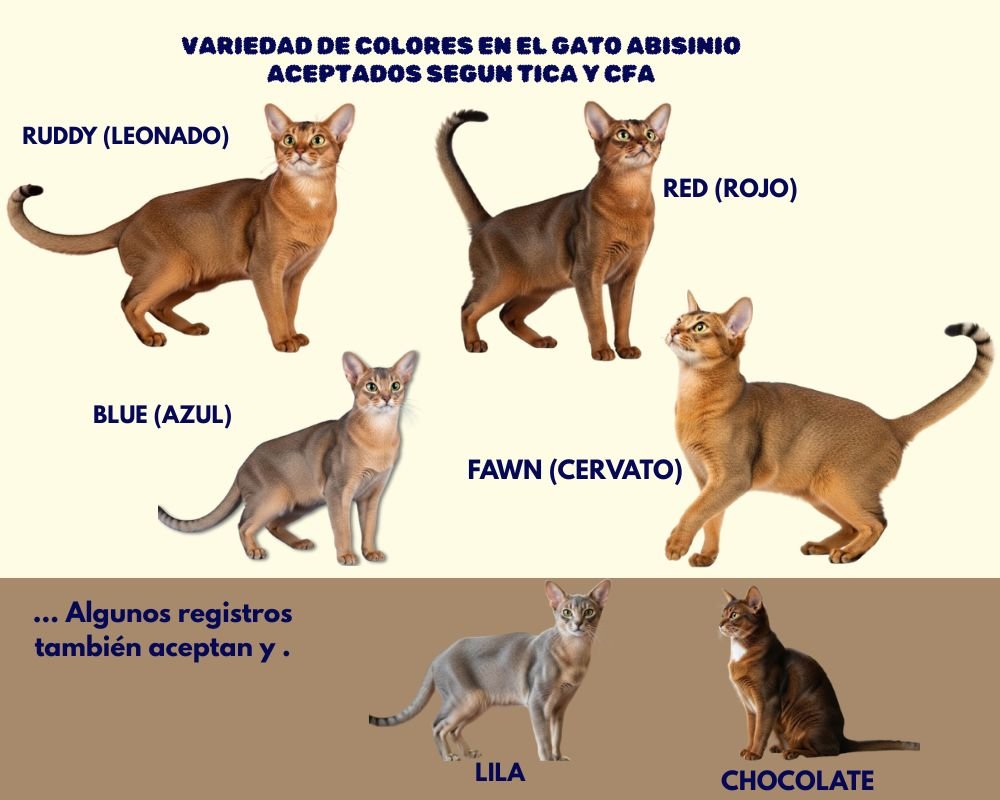 (18) El Gato Abisinio. Inteligente y Elegancia genética en cada pelo 4 variedad de colores Gato Abisinio