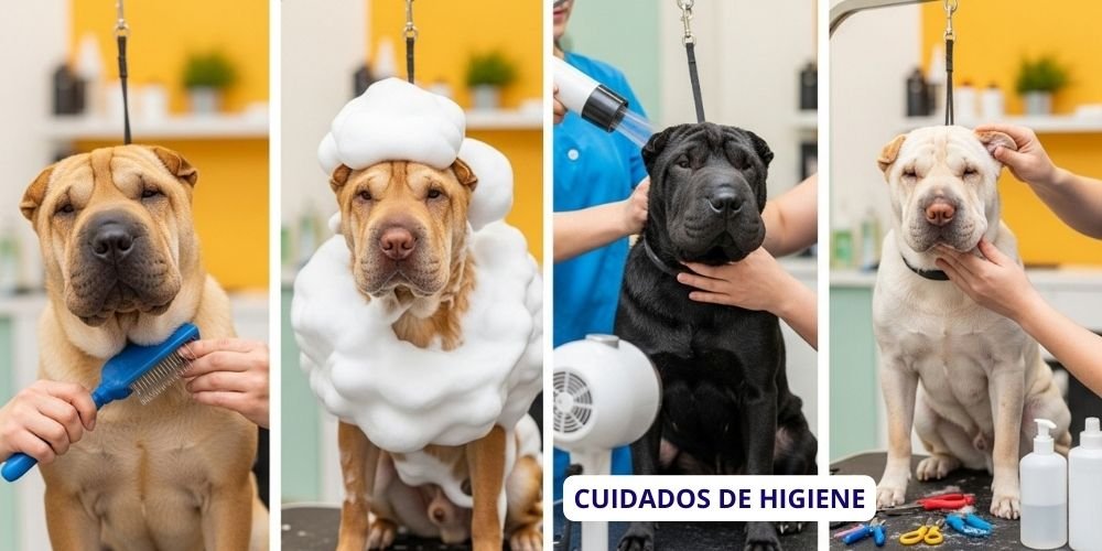 cuidados higienicos del Raza Chinese Shar Pei