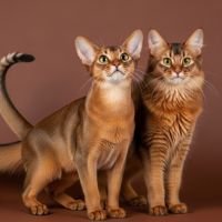 (18) El Gato Abisinio. Inteligente y Elegancia genética en cada pelo 17 Gato Abisinio y el gato somali