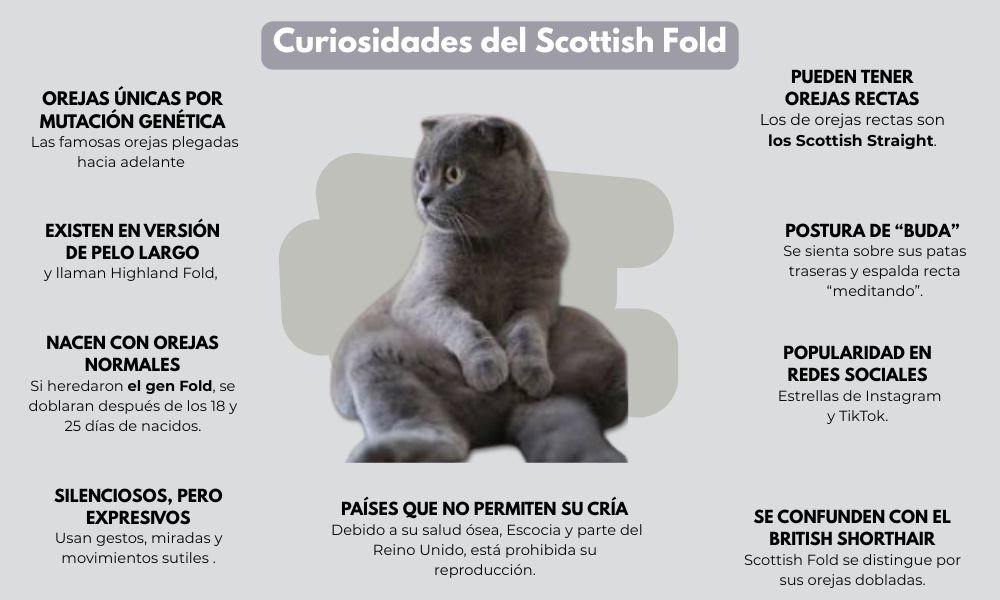curiosidades del Scottish Fold 
