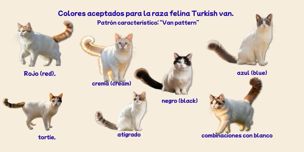 colores del  Gato Turkish Van