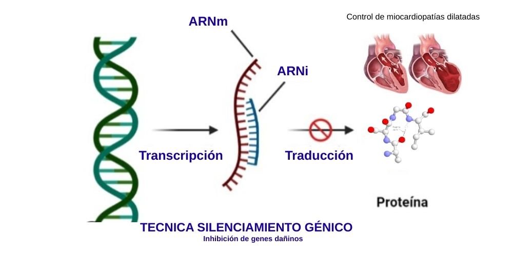 Técnica silenciamiento genico como Terapias genéticas