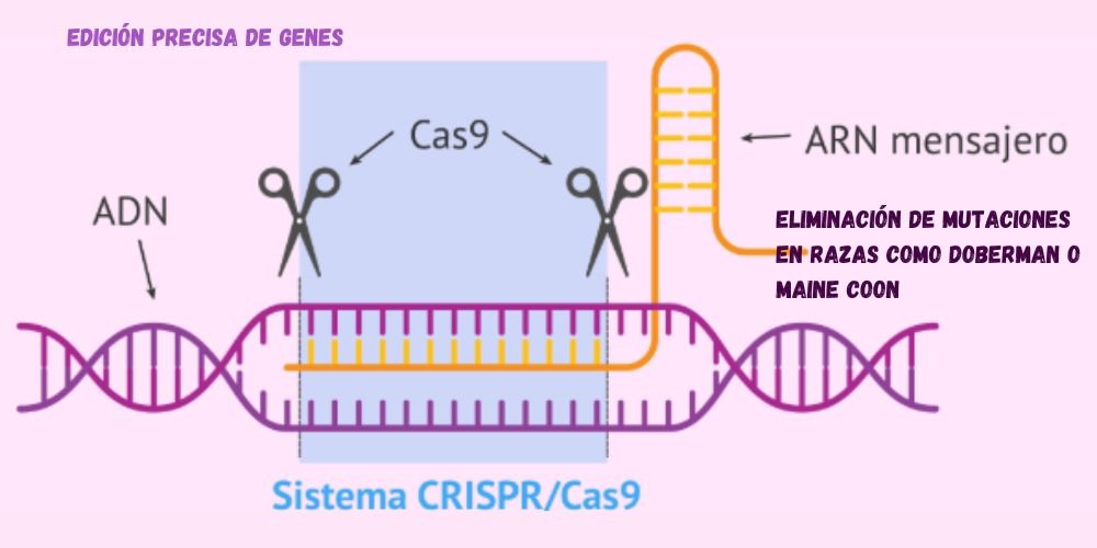 Terapias genéticas sistema CRISPR/Cas9