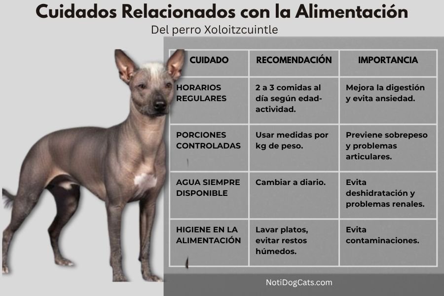 El Perro Xoloitzcuintle