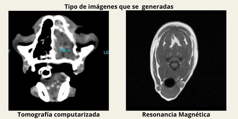 (17) Tomografía y resonancia magnética veterinaria. Estudios de Calidad para tu mascota 3 Tomografía y resonancia magnética