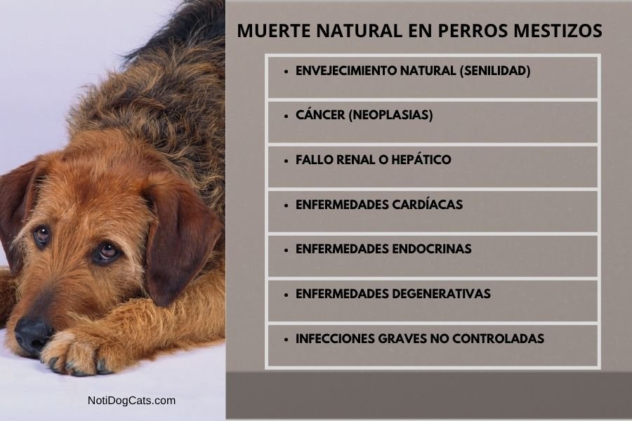 (25) El Perro Mestizo: Una Brillante Evolución, Diversidad y Vínculo Humano 5 nuerte natural del perro mestizo