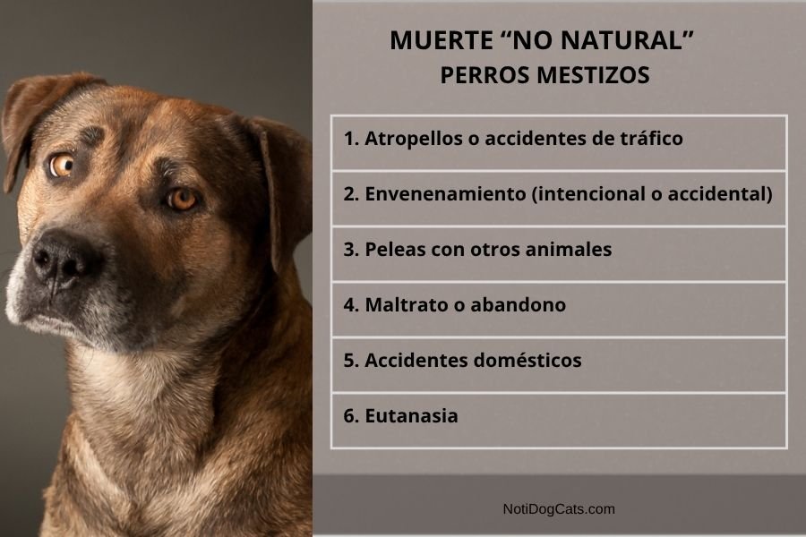 (25) El Perro Mestizo: Una Brillante Evolución, Diversidad y Vínculo Humano 6 muerte no natural del perro mestizo