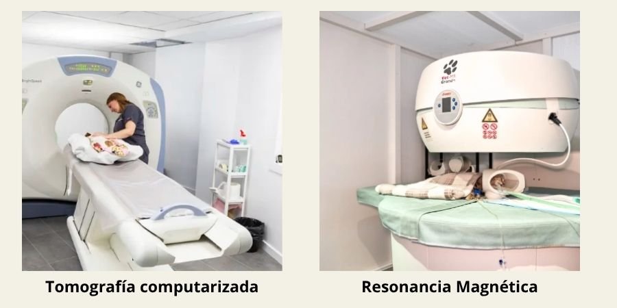 (17) Tomografía y resonancia magnética veterinaria. Estudios de Calidad para tu mascota 2 Tomografía y resonancia magnética