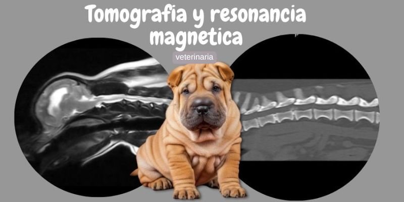 (17) Tomografía y resonancia magnética veterinaria. Estudios de Calidad para tu mascota 1
