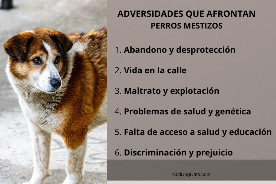 (25) El Perro Mestizo: Una Brillante Evolución, Diversidad y Vínculo Humano 7 adversidades del perro mestizo