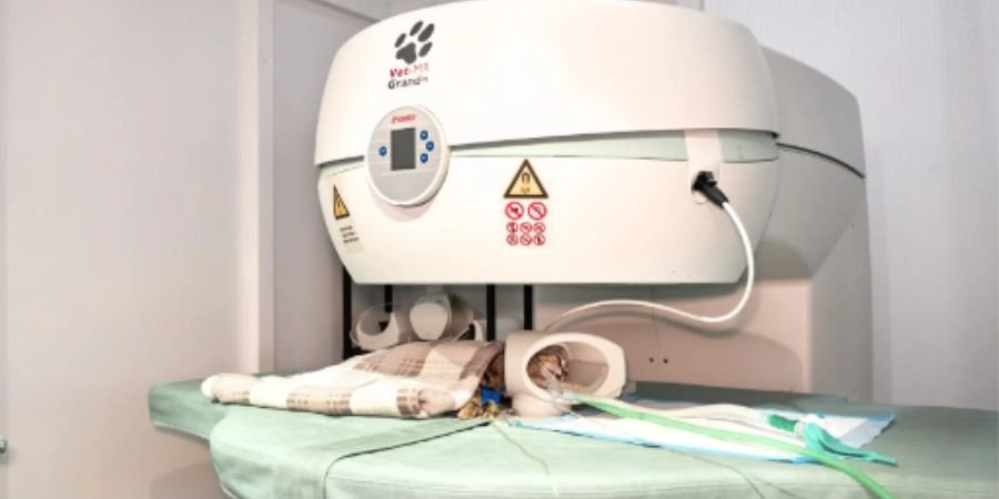 (17) Tomografía y resonancia magnética veterinaria. Estudios de Calidad para tu mascota 4 Tomografía y resonancia magnética