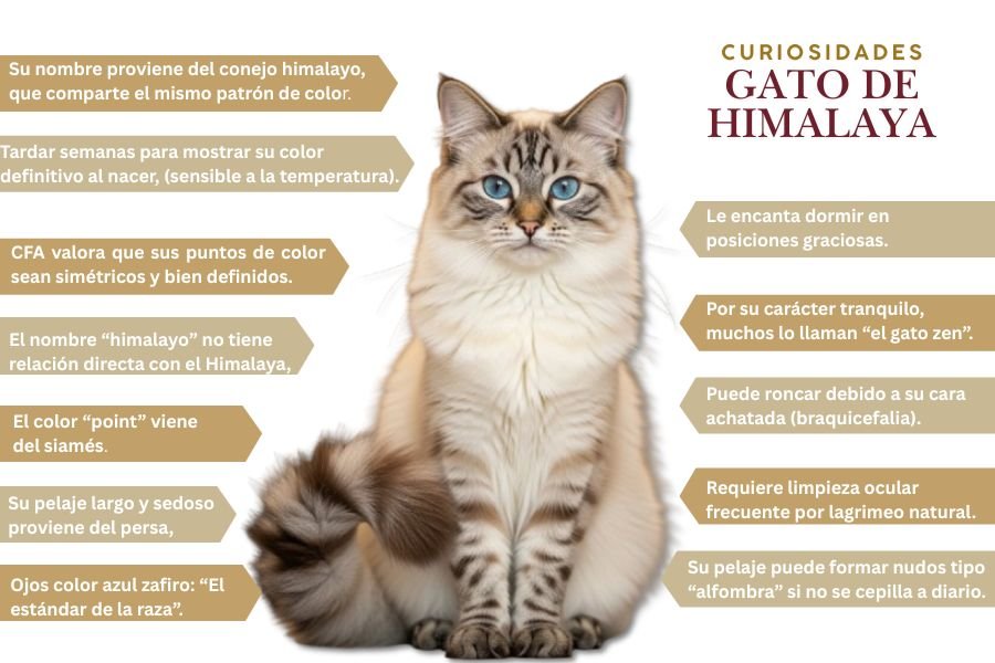 curiosidades del gato himalayo