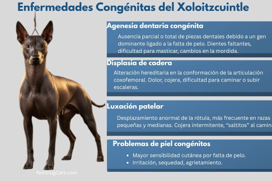El Perro Xoloitzcuintle