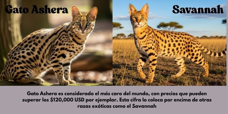 (26) Gato Ashera: El impactante y polémico origen. 2 Gato Ashera