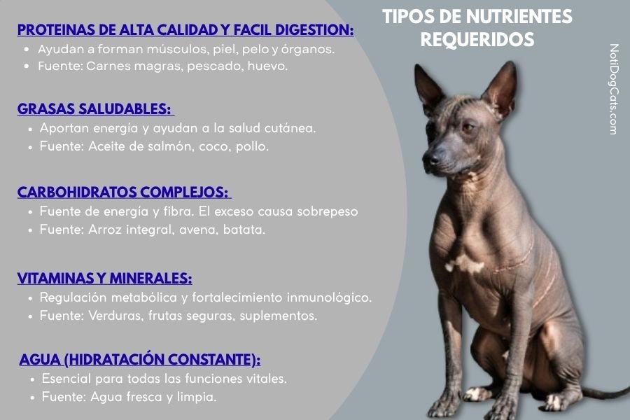 El Perro Xoloitzcuintle