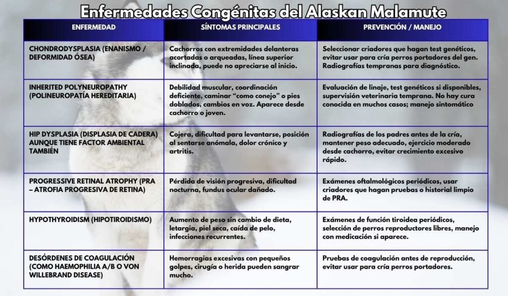 (29) El Perro Malamute de Alaska: Lo mas fascinante de esta raza 6 enfermedades congenitas del malamute de Alaska