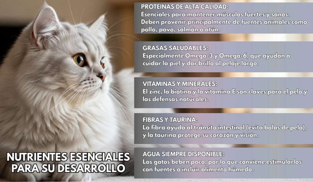 (30) Gato British Longhair: Todo sobre este hermoso gato 6 nutrientes ensenciales del gato british longhair